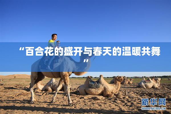 “百合花的盛开与春天的温暖共舞”