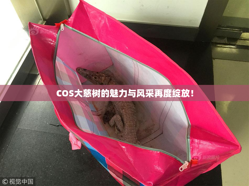 COS大慈树的魅力与风采再度绽放！