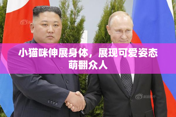 小猫咪伸展身体，展现可爱姿态萌翻众人