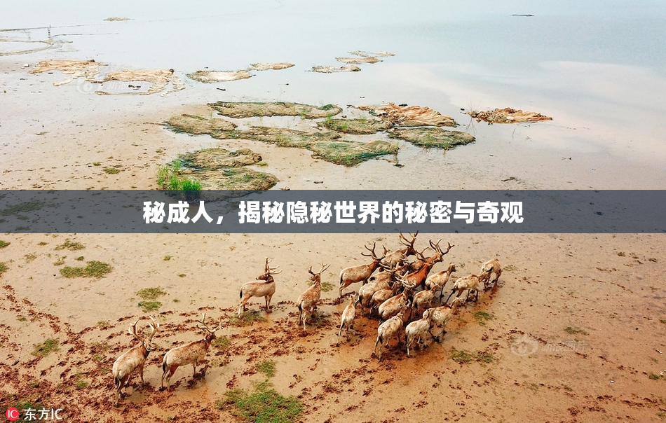 秘成人，揭秘隐秘世界的秘密与奇观