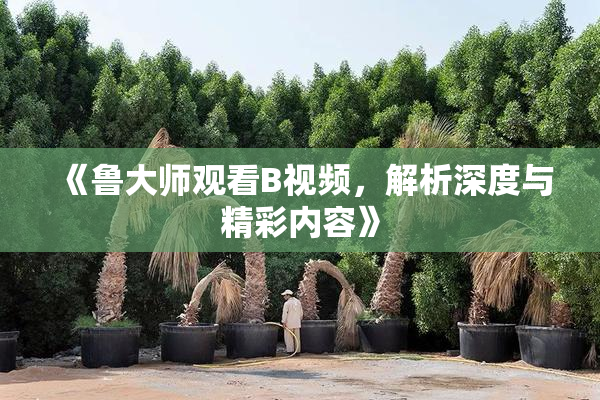 《鲁大师观看B视频，解析深度与精彩内容》