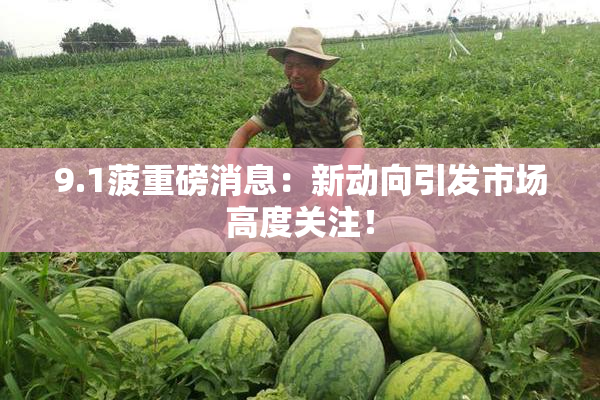 9.1菠重磅消息：新动向引发市场高度关注！