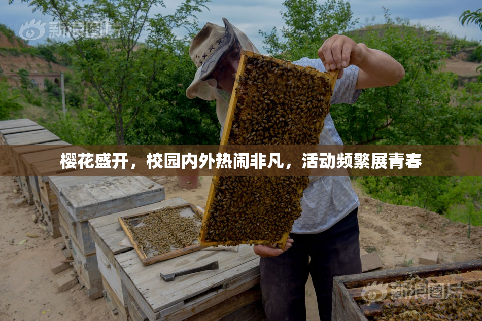 樱花盛开，校园内外热闹非凡，活动频繁展青春