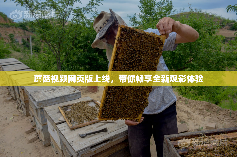 蘑菇视频网页版上线，带你畅享全新观影体验
