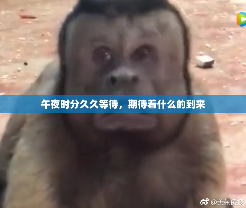 午夜时分久久等待，期待着什么的到来