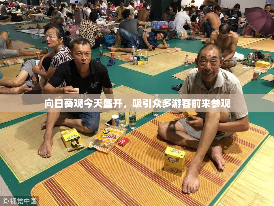 向日葵观今天盛开，吸引众多游客前来参观