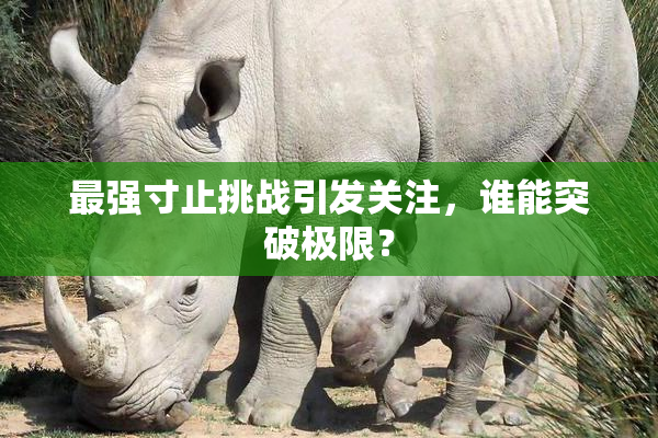最强寸止挑战引发关注，谁能突破极限？