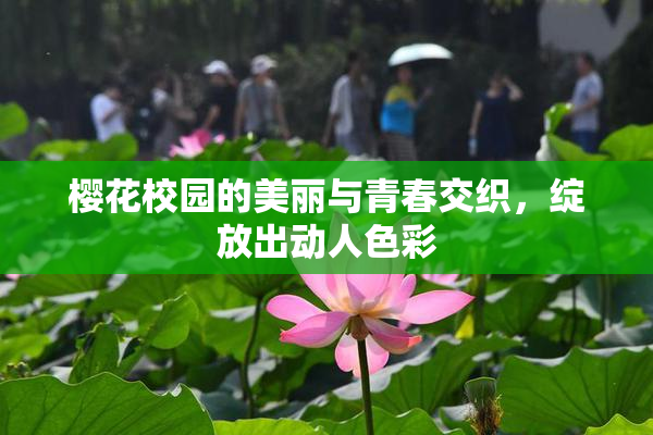 樱花校园的美丽与青春交织，绽放出动人色彩