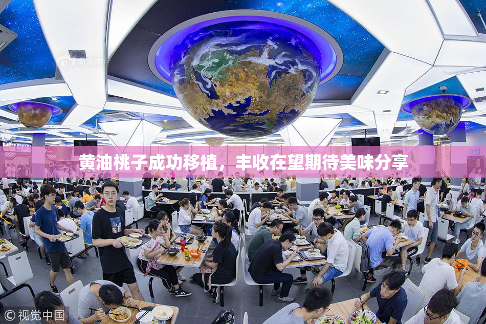 黄油桃子成功移植，丰收在望期待美味分享