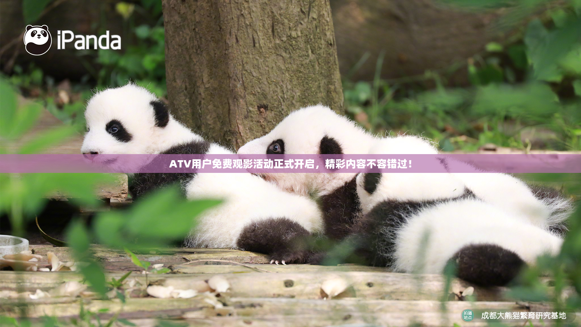 ATV用户免费观影活动正式开启，精彩内容不容错过！