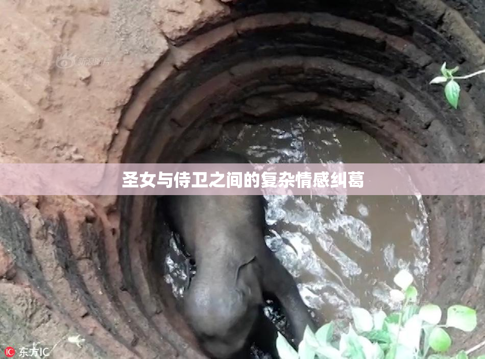圣女与侍卫之间的复杂情感纠葛