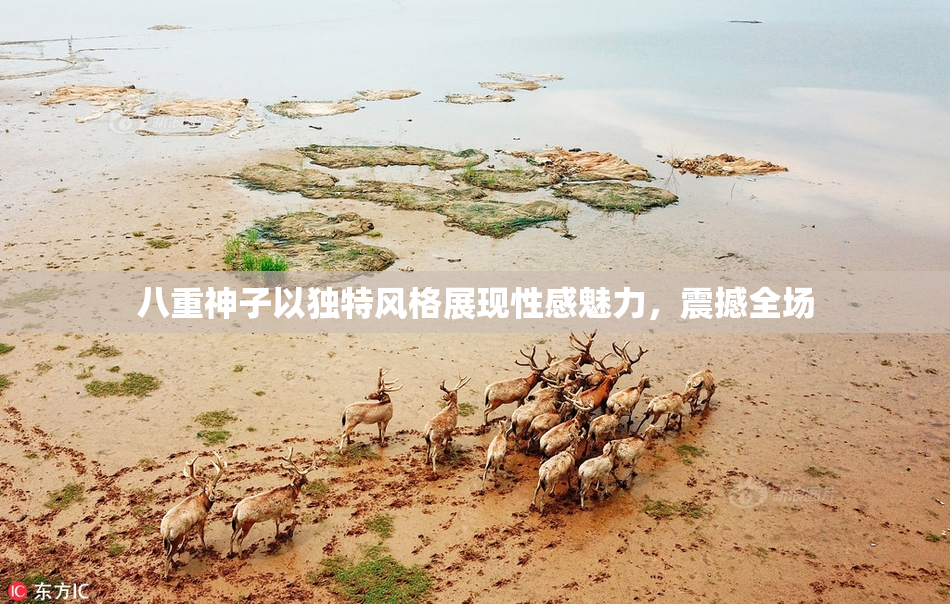 八重神子以独特风格展现性感魅力，震撼全场