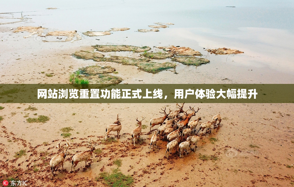 网站浏览重置功能正式上线，用户体验大幅提升