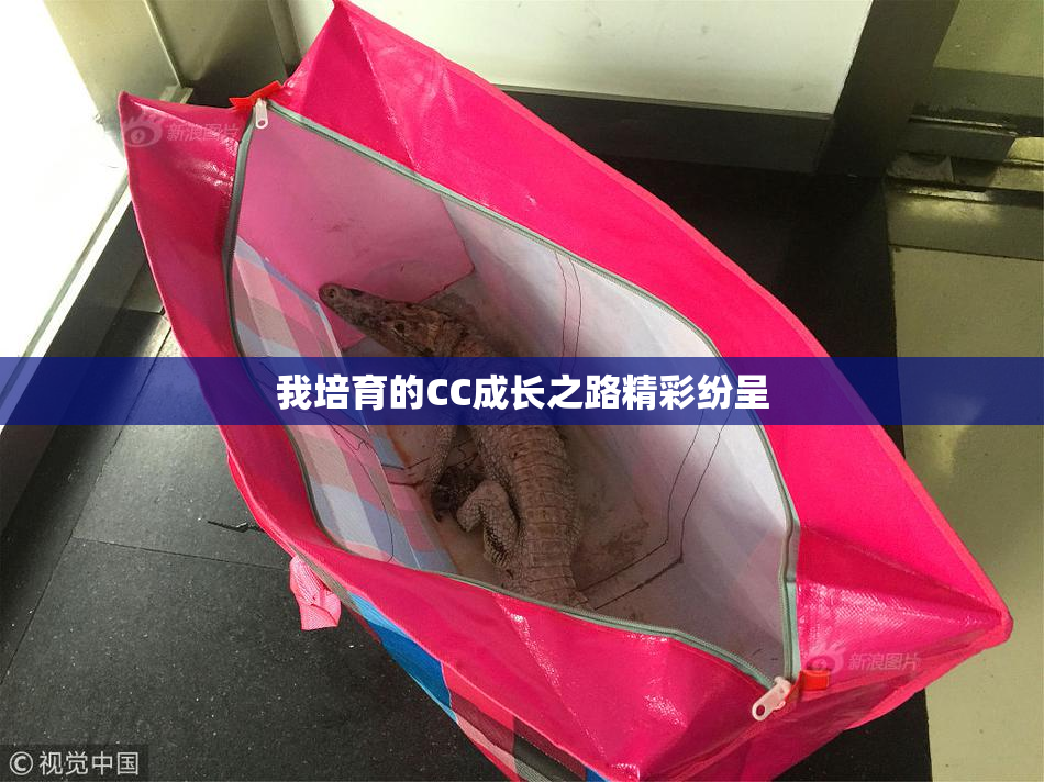 我培育的CC成长之路精彩纷呈