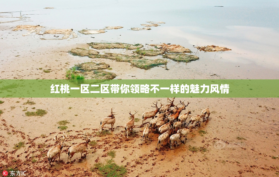 红桃一区二区带你领略不一样的魅力风情
