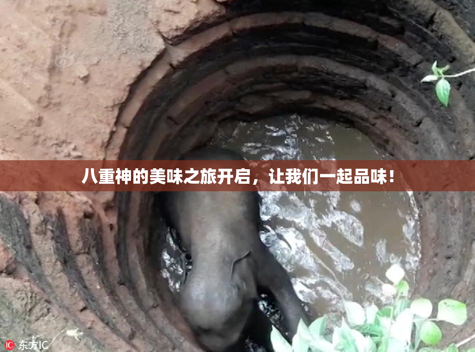 八重神的美味之旅开启，让我们一起品味！