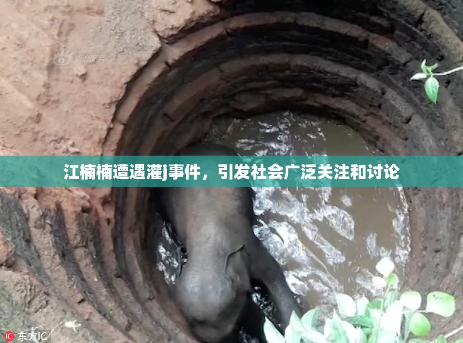 江楠楠遭遇灌j事件，引发社会广泛关注和讨论