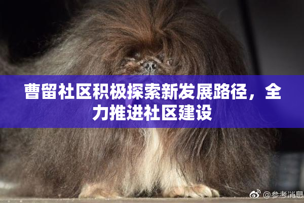 曹留社区积极探索新发展路径，全力推进社区建设