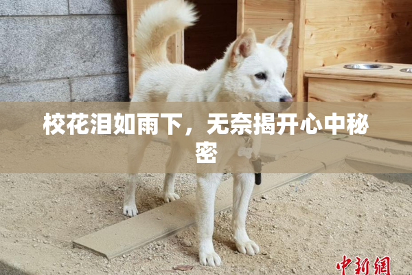 校花泪如雨下，无奈揭开心中秘密