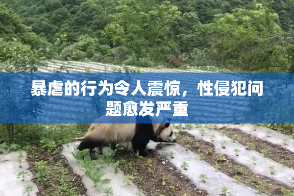 暴虐的行为令人震惊，性侵犯问题愈发严重
