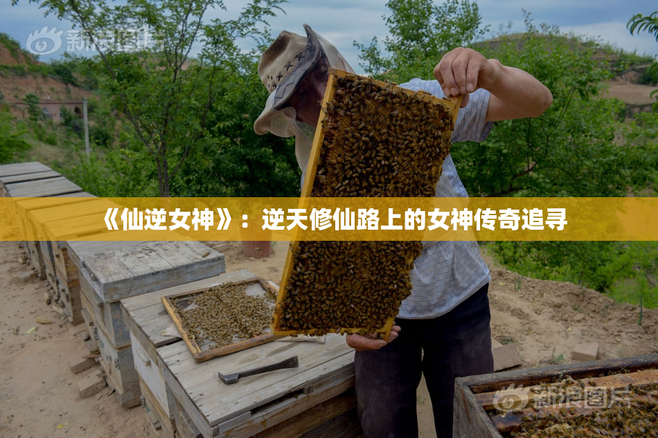 《仙逆女神》：逆天修仙路上的女神传奇追寻