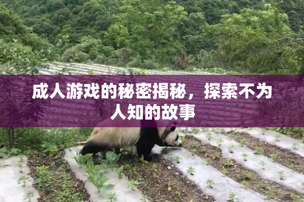 成人游戏的秘密揭秘，探索不为人知的故事