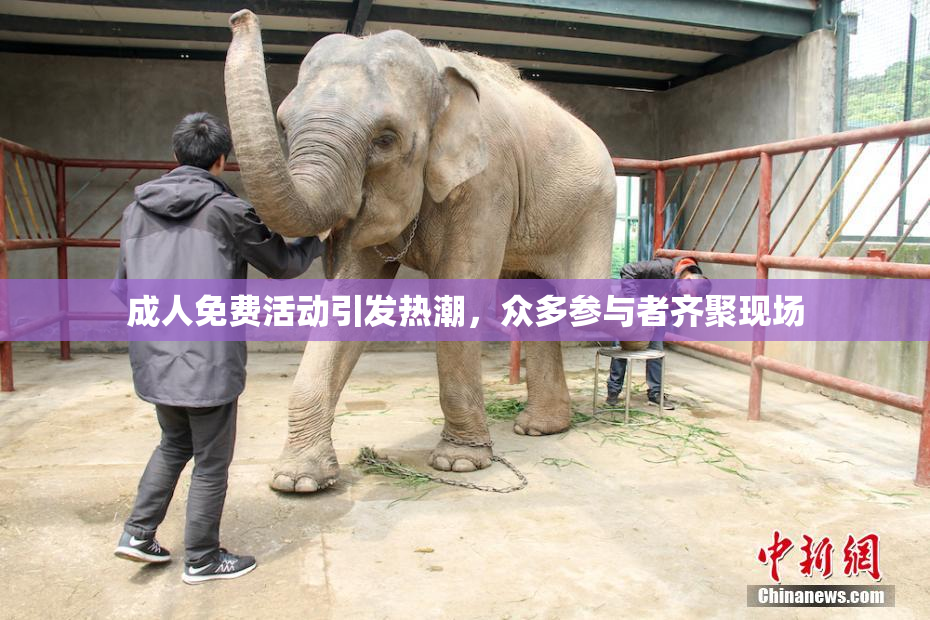 成人免费活动引发热潮，众多参与者齐聚现场