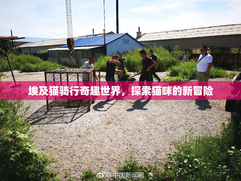 埃及猫骑行奇趣世界，探索猫咪的新冒险