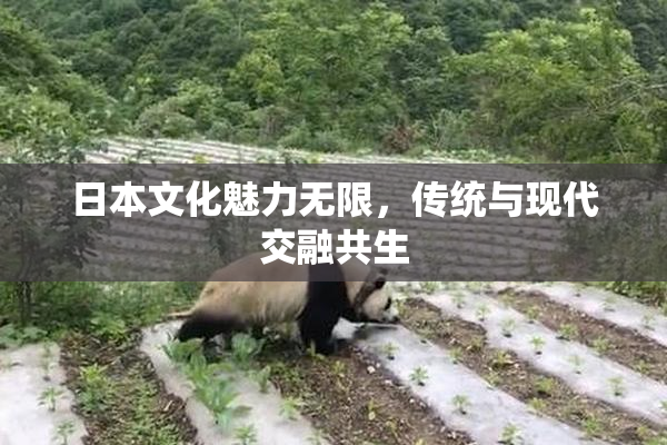 日本文化魅力无限，传统与现代交融共生