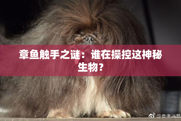 章鱼触手之谜：谁在操控这神秘生物？