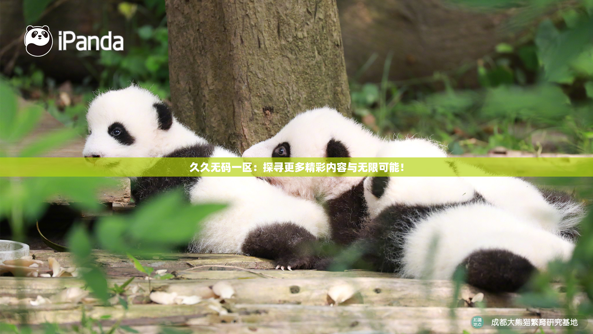 久久无码一区：探寻更多精彩内容与无限可能！