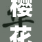 樱花 blooming at 校园中，春日景色美不胜收