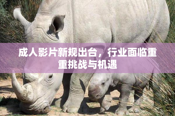 成人影片新规出台，行业面临重重挑战与机遇