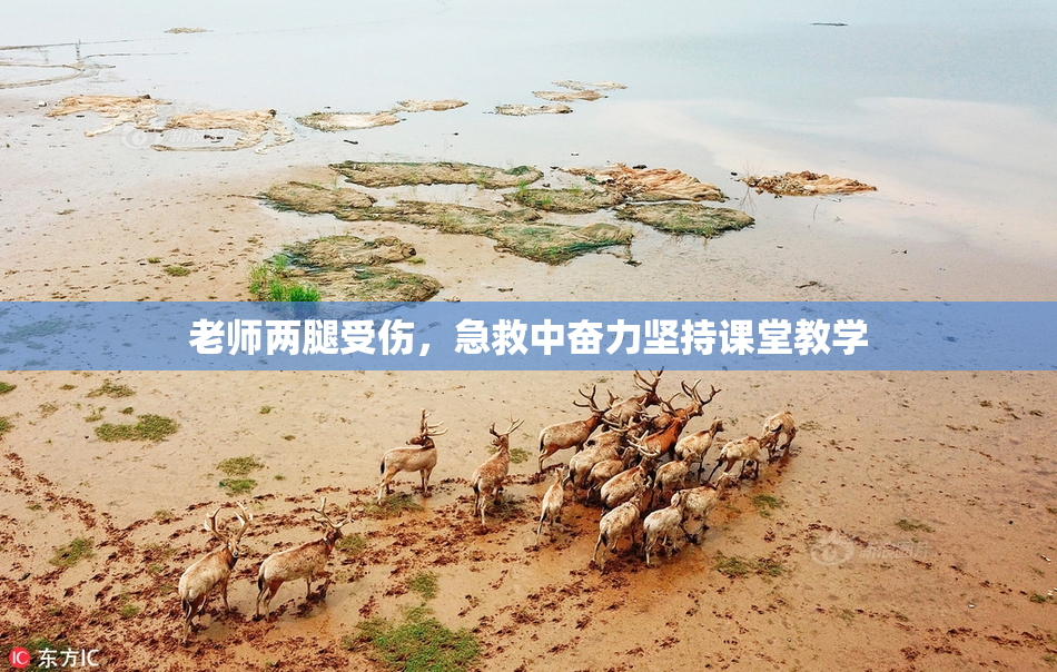 老师两腿受伤，急救中奋力坚持课堂教学