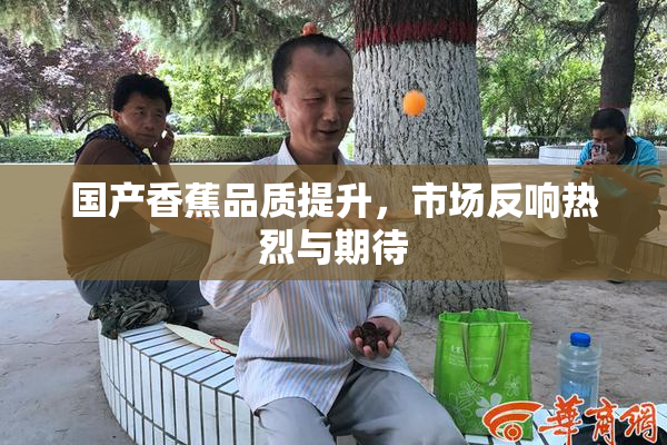 国产香蕉品质提升，市场反响热烈与期待