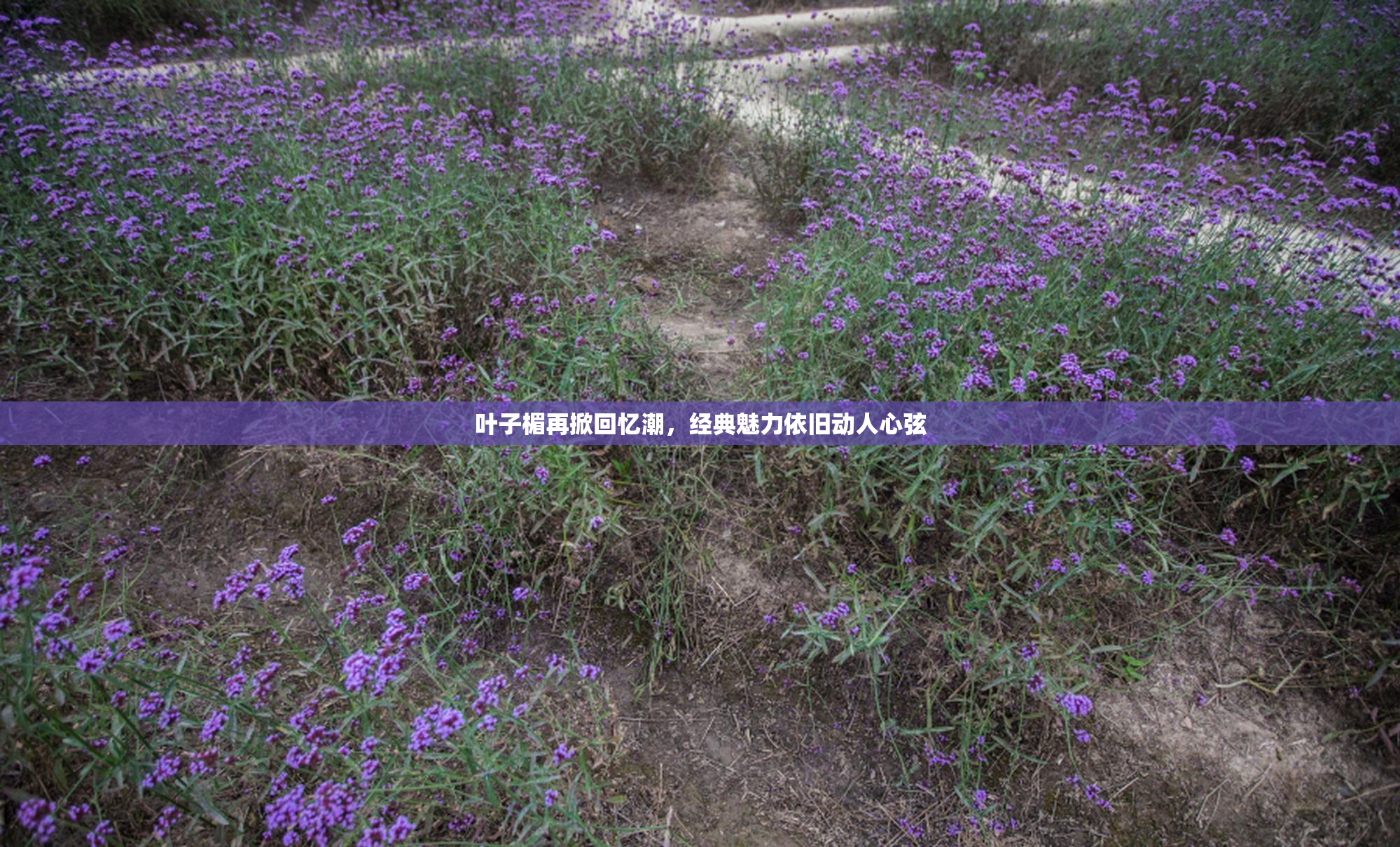 叶子楣再掀回忆潮，经典魅力依旧动人心弦