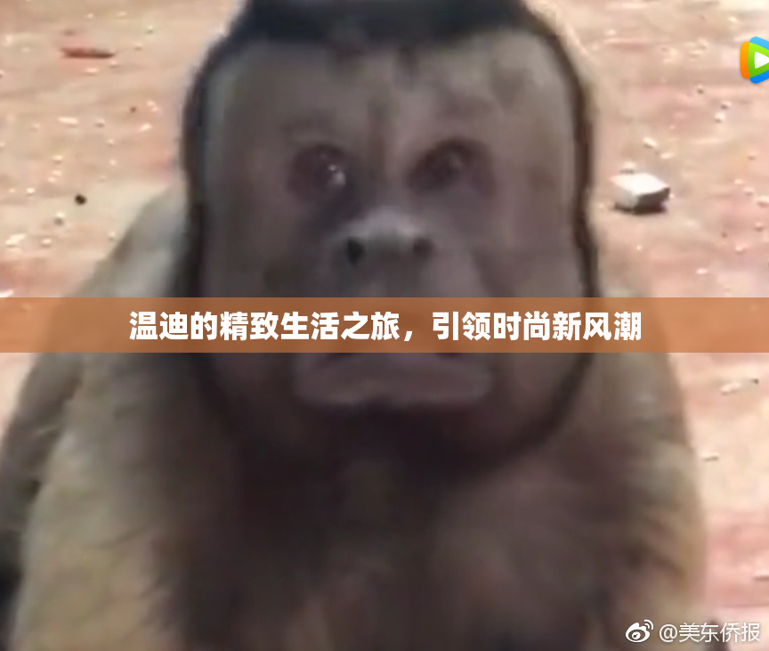 温迪的精致生活之旅，引领时尚新风潮