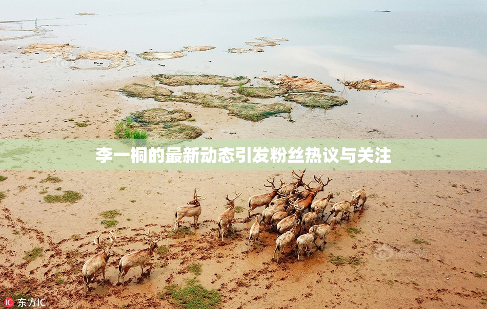 李一桐的最新动态引发粉丝热议与关注