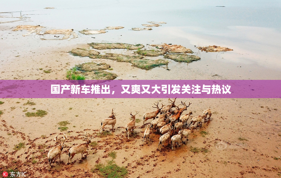国产新车推出，又爽又大引发关注与热议