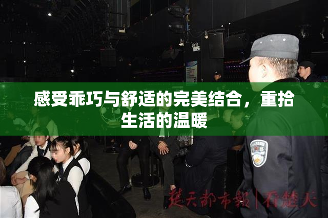 感受乖巧与舒适的完美结合，重拾生活的温暖