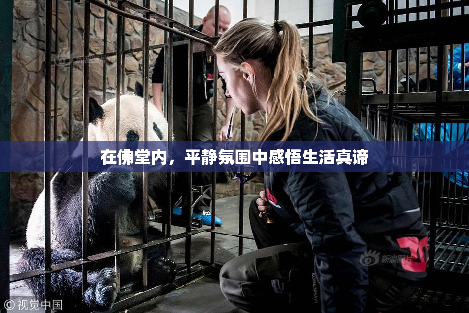 在佛堂内，平静氛围中感悟生活真谛
