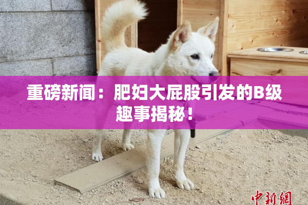 重磅新闻：肥妇大屁股引发的B级趣事揭秘！
