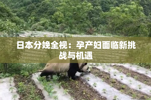 日本分娩全视：孕产妇面临新挑战与机遇