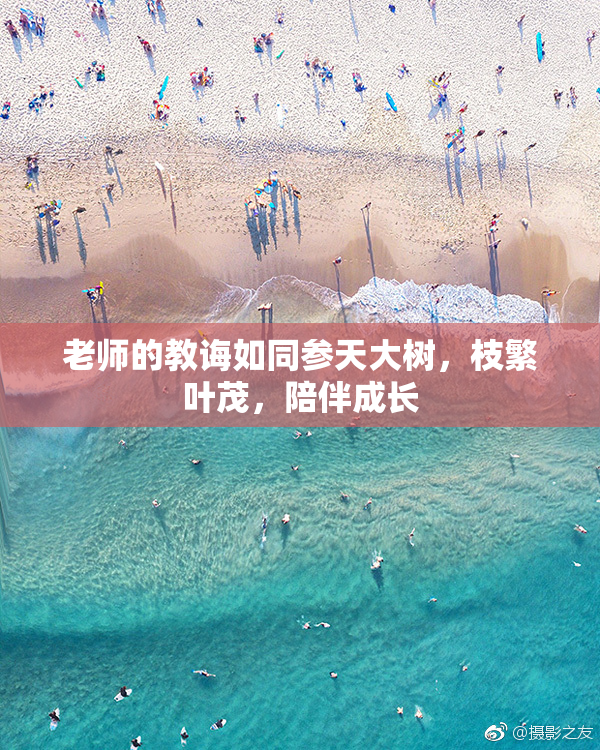 老师的教诲如同参天大树，枝繁叶茂，陪伴成长