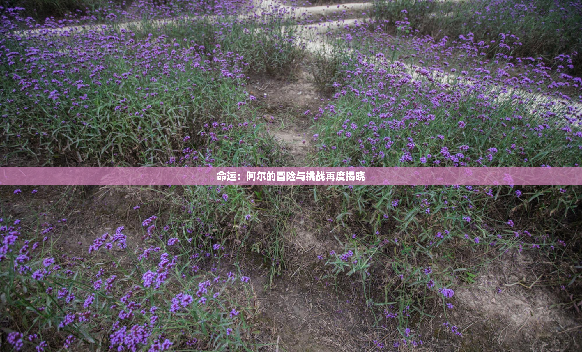 命运：阿尔的冒险与挑战再度揭晓