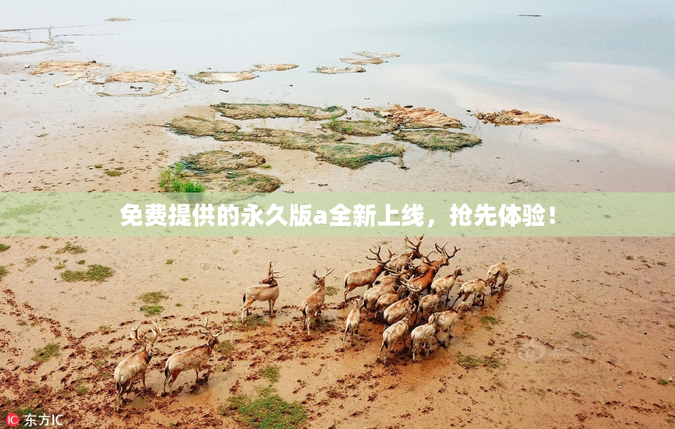 免费提供的永久版a全新上线，抢先体验！