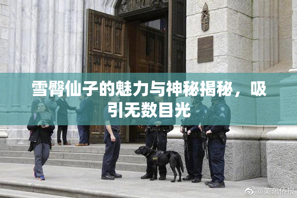 雪臀仙子的魅力与神秘揭秘，吸引无数目光