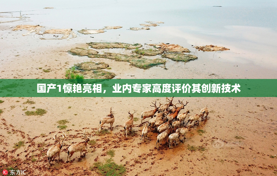 国产1惊艳亮相，业内专家高度评价其创新技术
