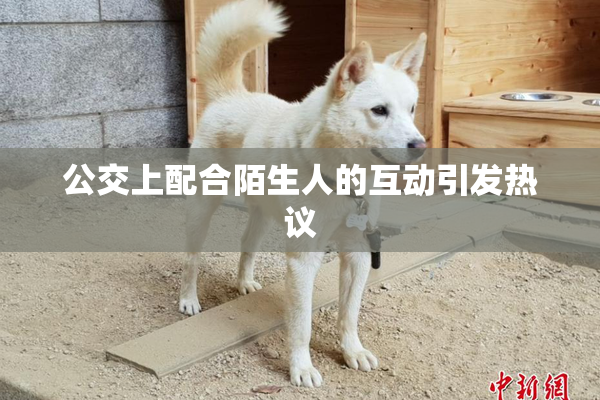 公交上配合陌生人的互动引发热议