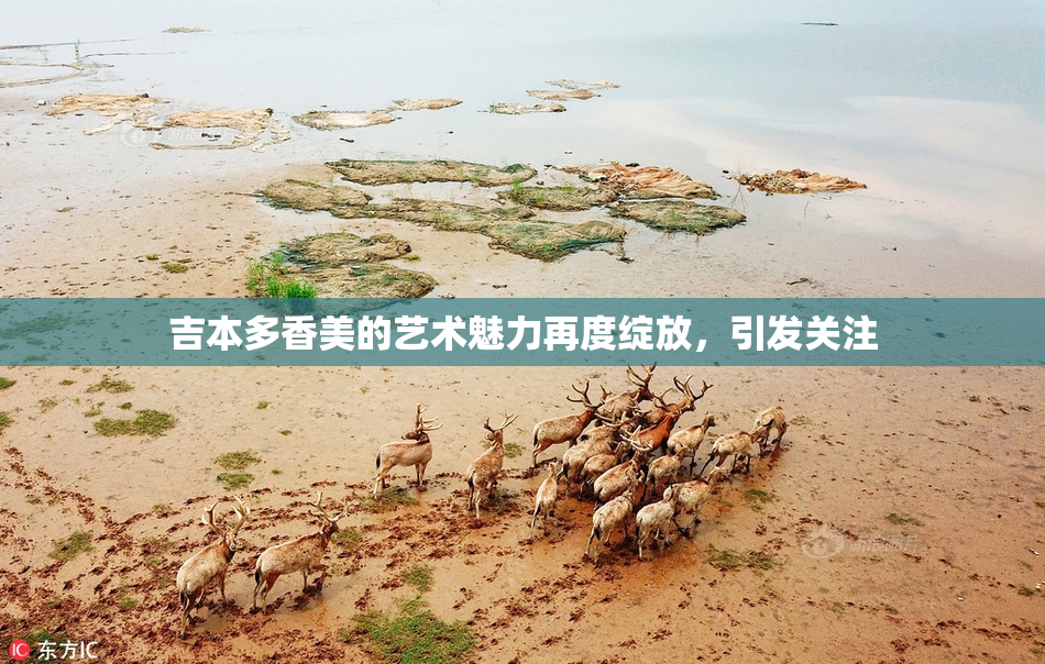 吉本多香美的艺术魅力再度绽放，引发关注